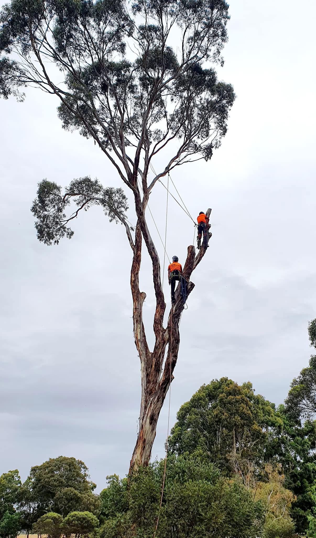 Pruning and tree care work in suburban Adelaide