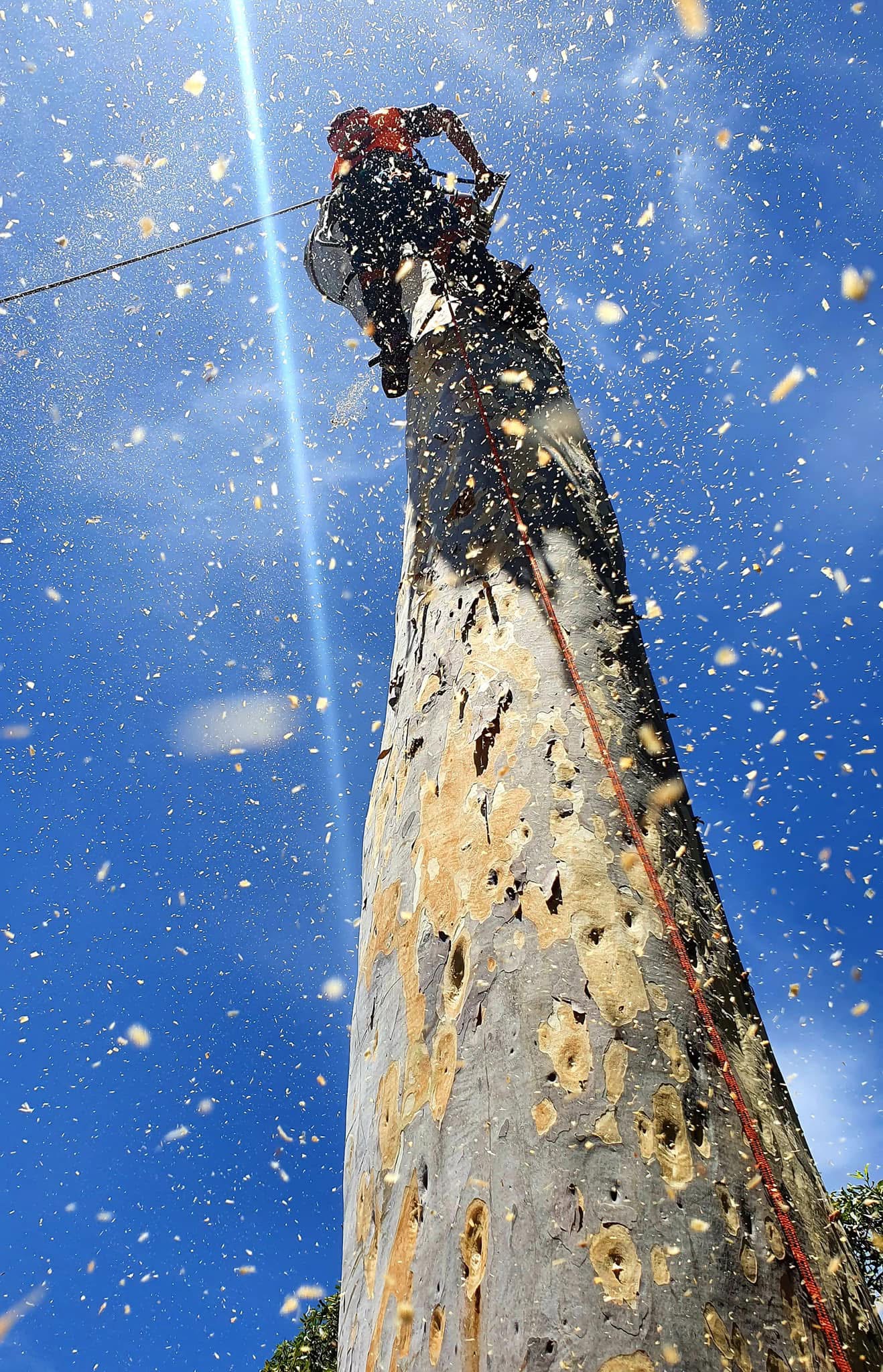 Tree removal and arborist work on an Adelaide property