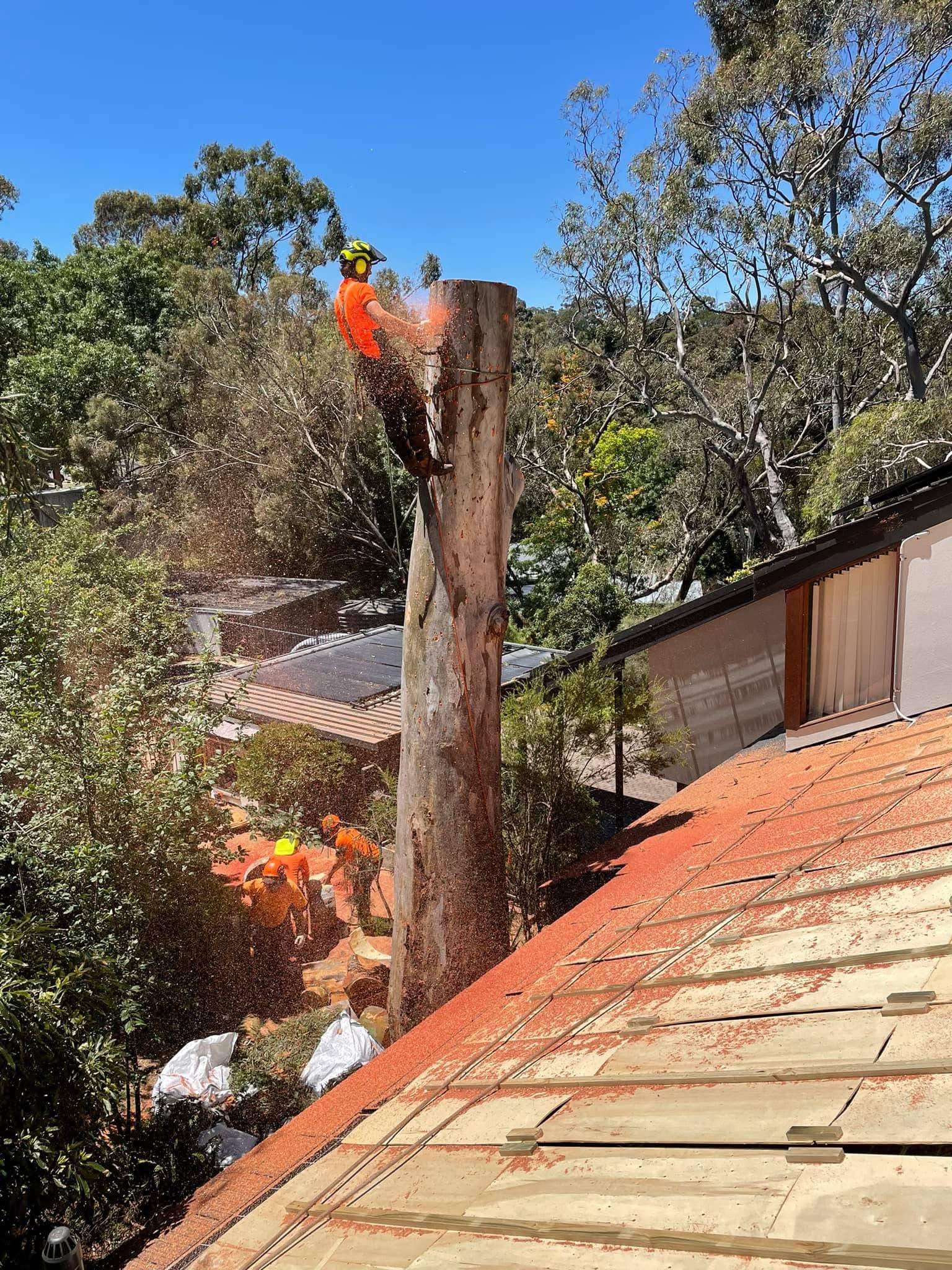 Pruning and tree care work in suburban Adelaide