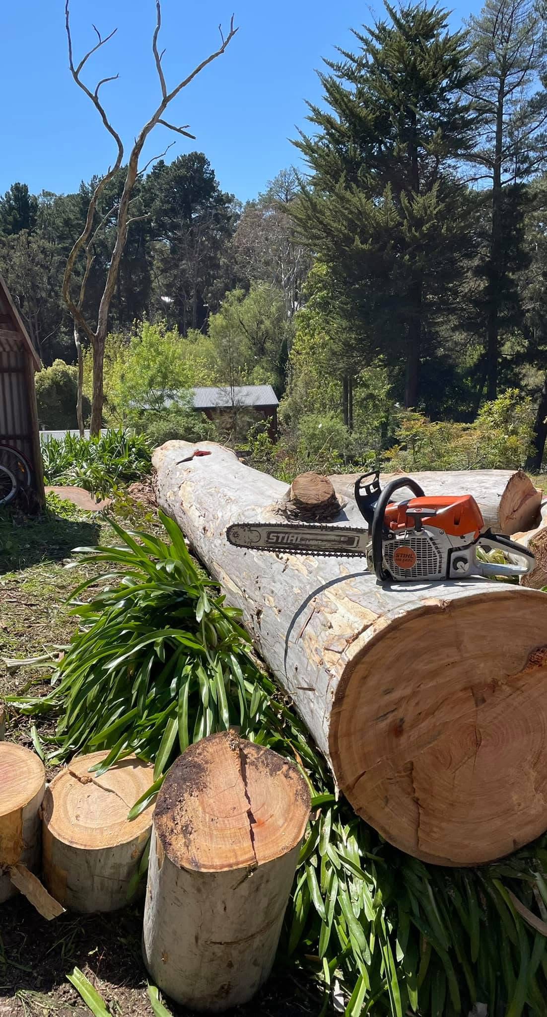 Recent tree work completed by Superior Tree and Stump