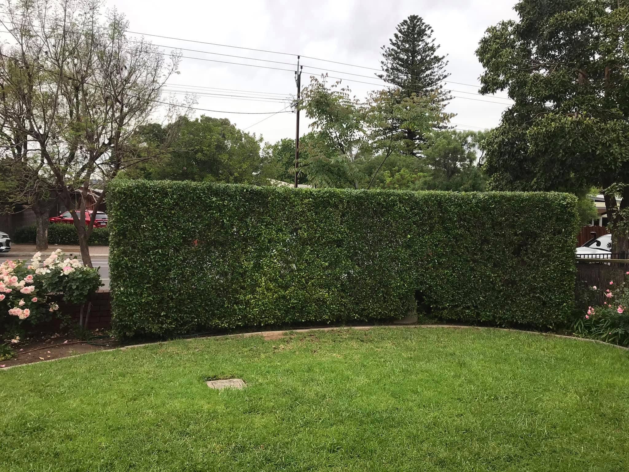 Recent tree work completed by Superior Tree and Stump