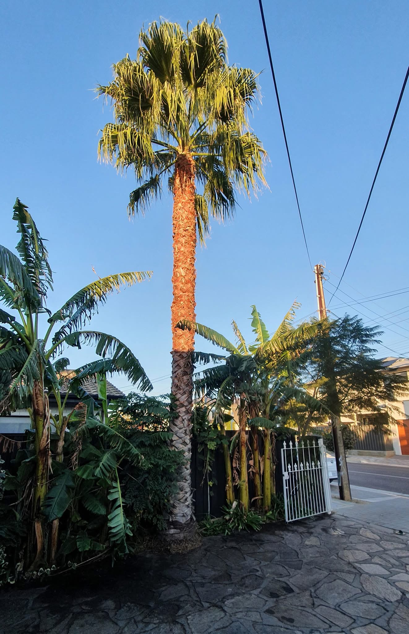 Tree removal and arborist work on an Adelaide property